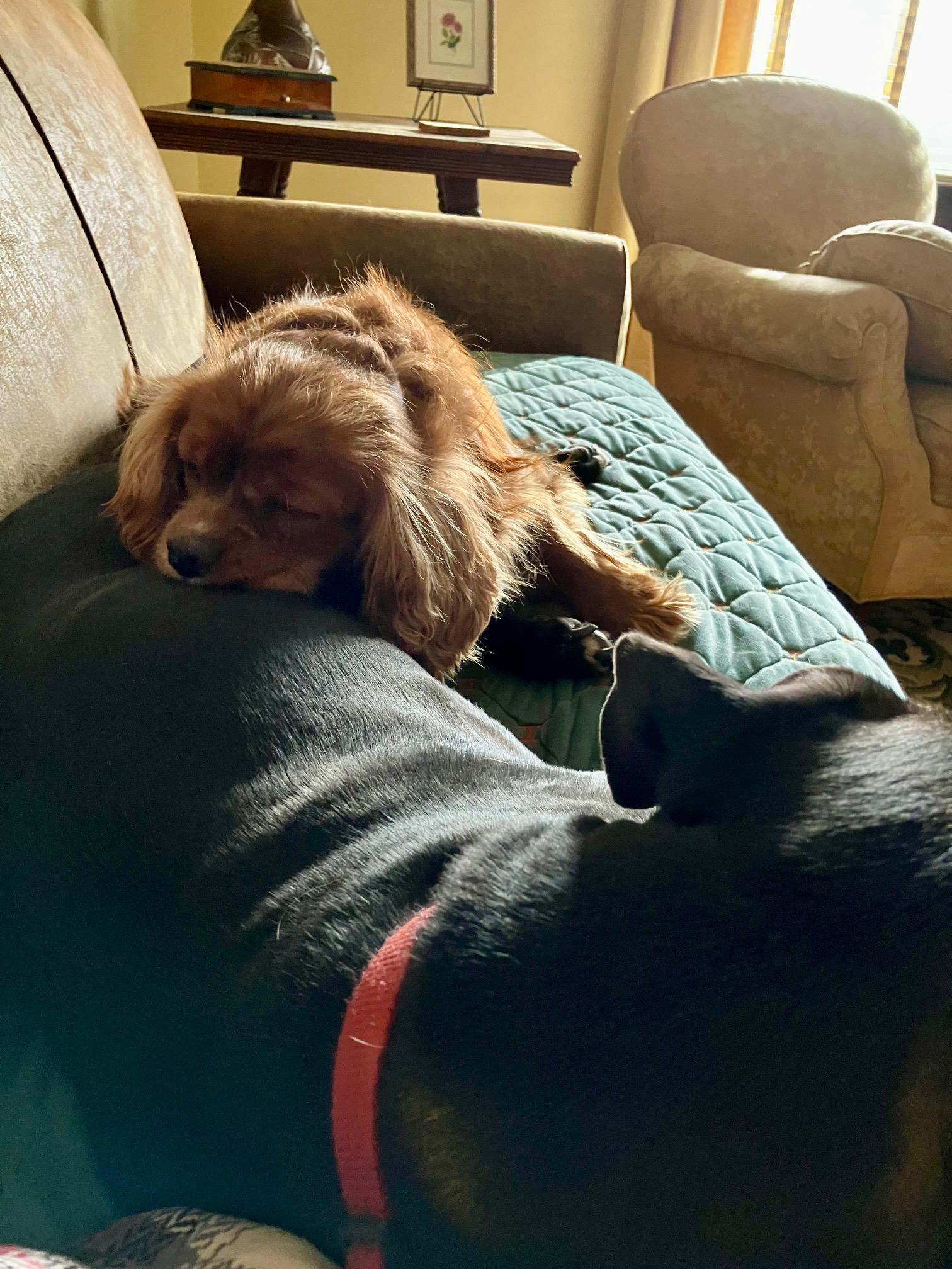 Sir Arthur-Regal Cavalier, an adopted Cavalier King Charles Spaniel in Fort Wayne, IN image 4/5