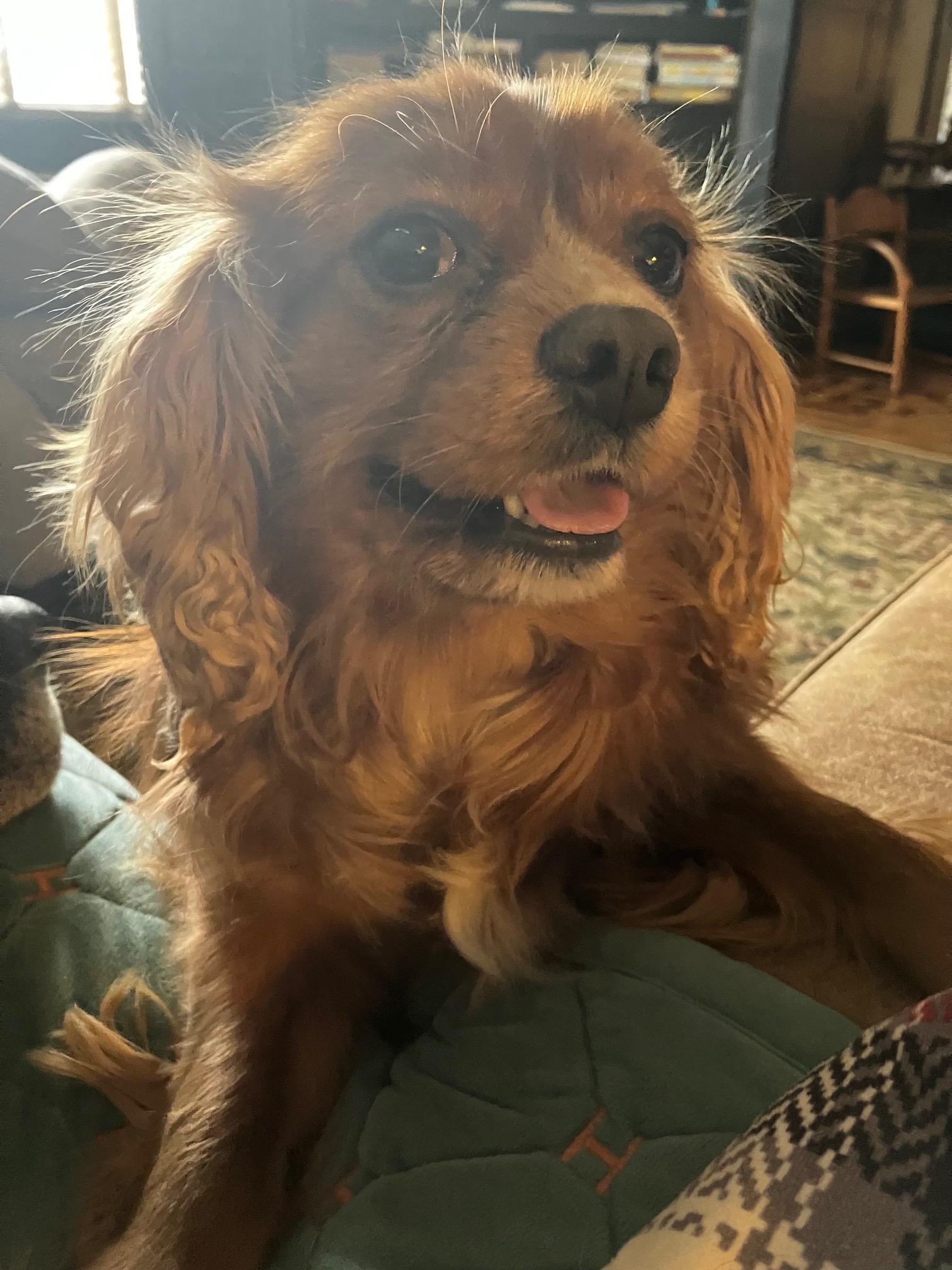 Sir Arthur-Regal Cavalier, an adopted Cavalier King Charles Spaniel in Fort Wayne, IN image 5/5