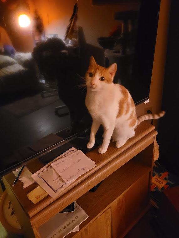 Enlarge Baby Girl, a ADOPTABLE Domestic Short Hair in Germantown, TN image 1/1