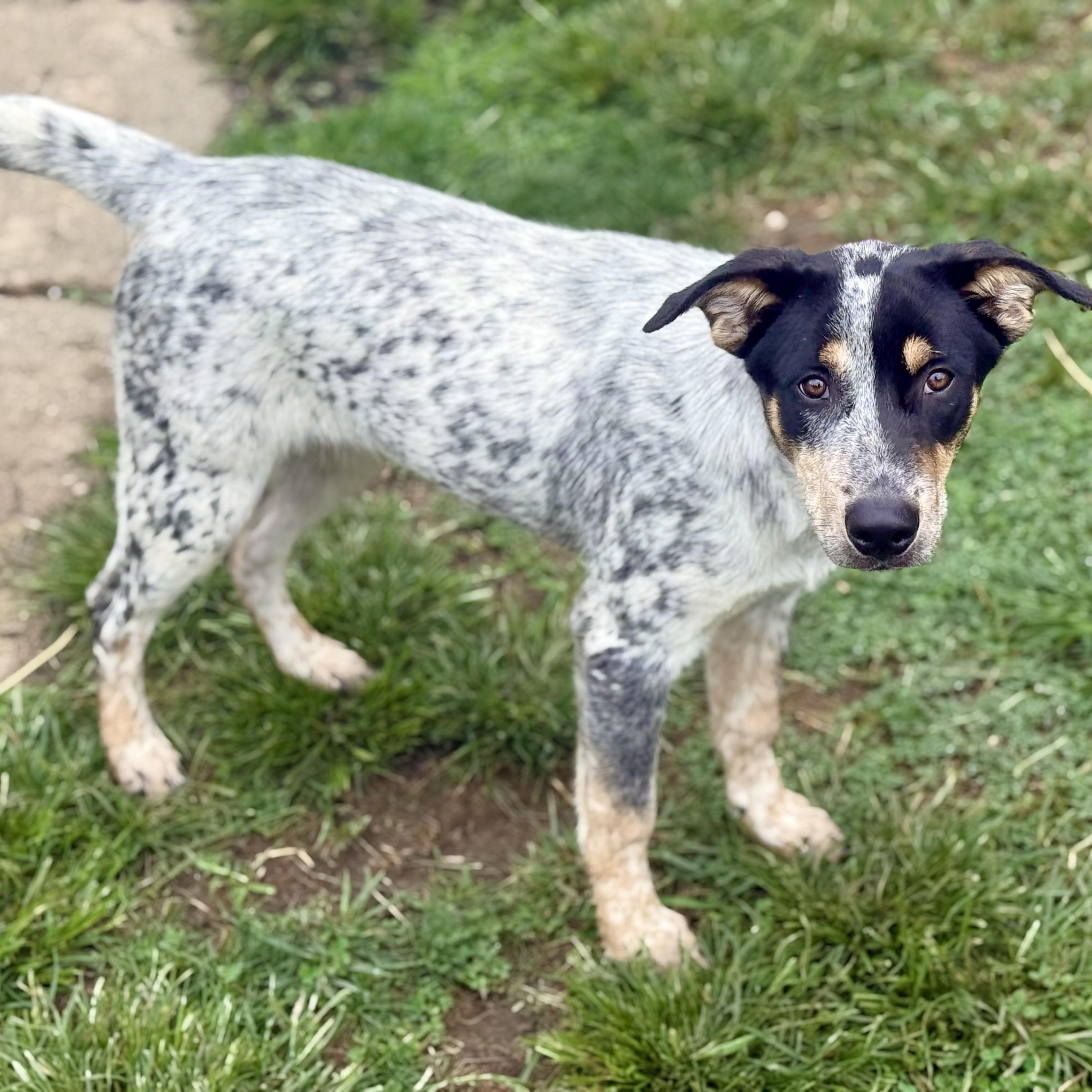 Enlarge Hash Brown - DNA results are in, a Adopted mixed breed in Glenolden, PA image 5/6