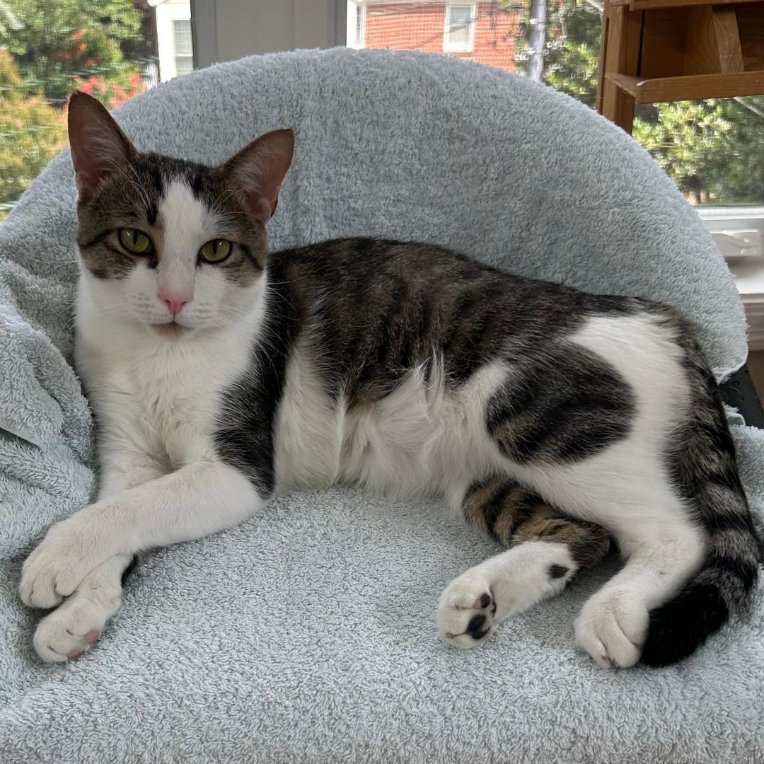 Felipe, Adoptable, Young Male Domestic Short Hair & Tabby.