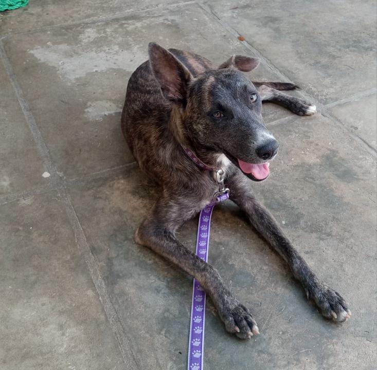 Mia, a Adoptable mixed breed in Port Chester, NY image 1/2