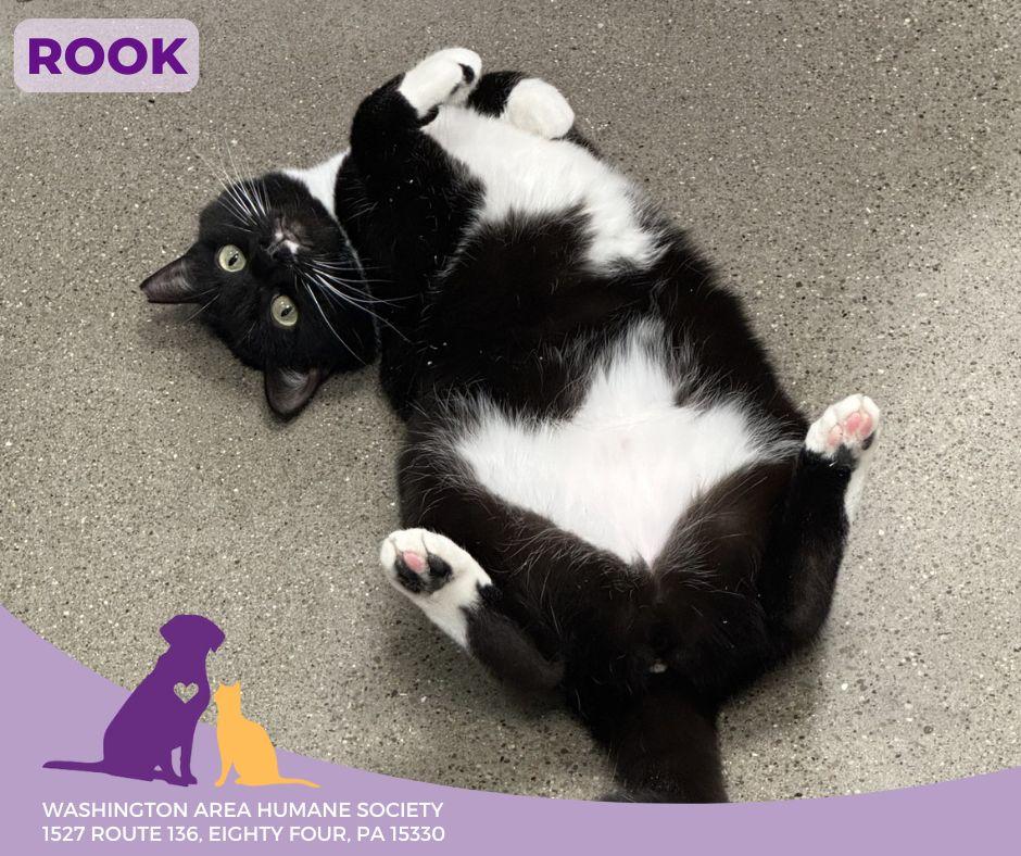 Rook, a Adoptable mixed breed in Eighty Four, PA image 1/2