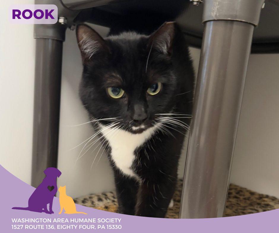 Rook, a Adoptable mixed breed in Eighty Four, PA image 2/2