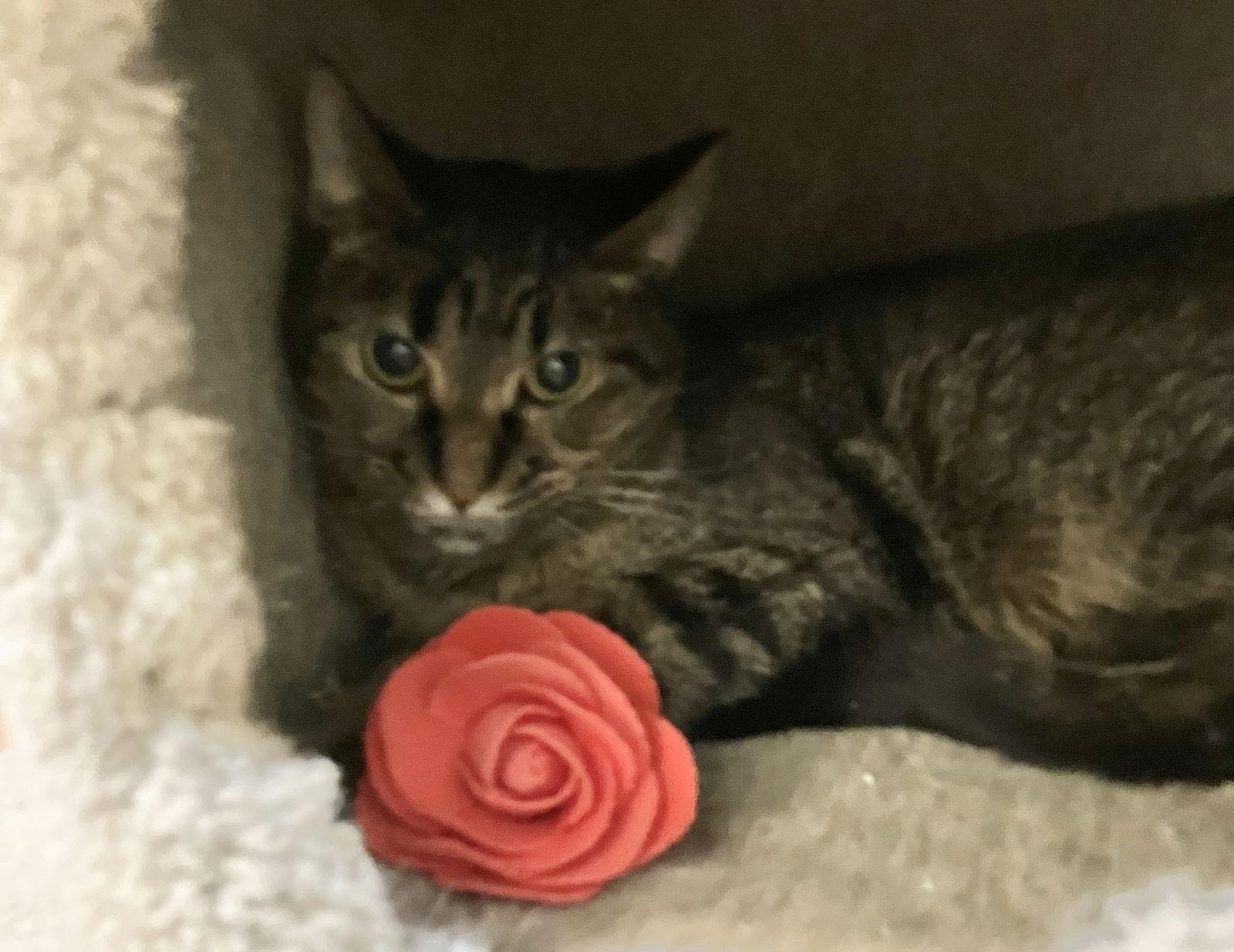 Tawny — thumbnail 2