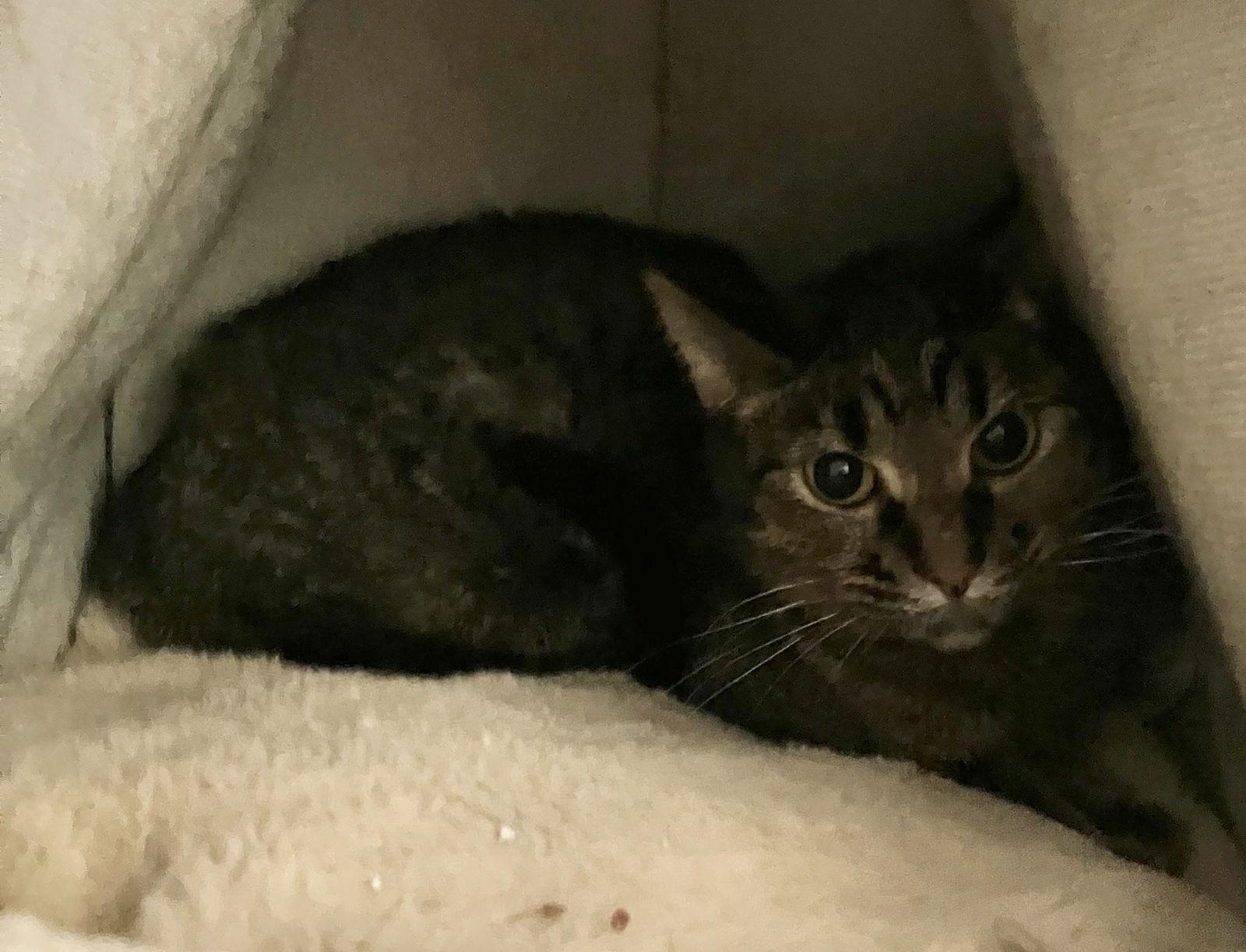 Tawny — thumbnail 3