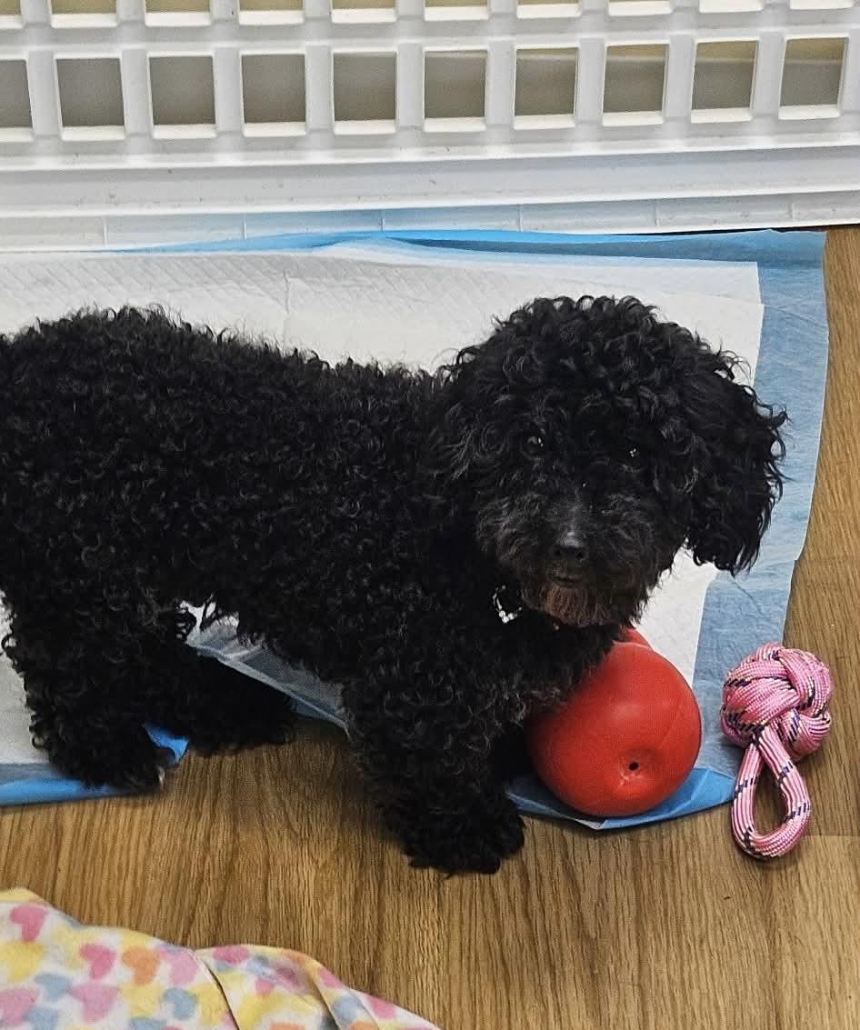 Lacie, Adoptable, Young Female Miniature Poodle.