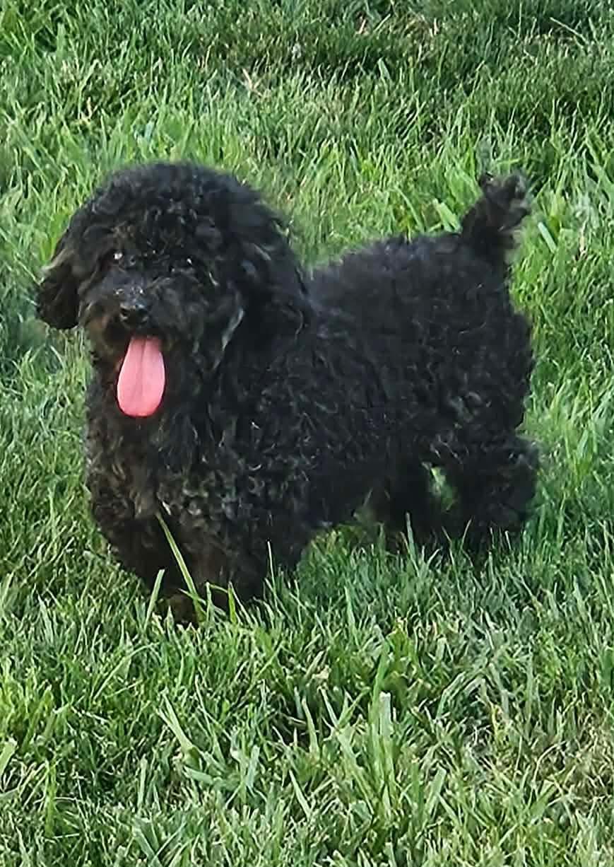 Lacie, a Adoptable mixed breed in Richmond, KY image 2/4