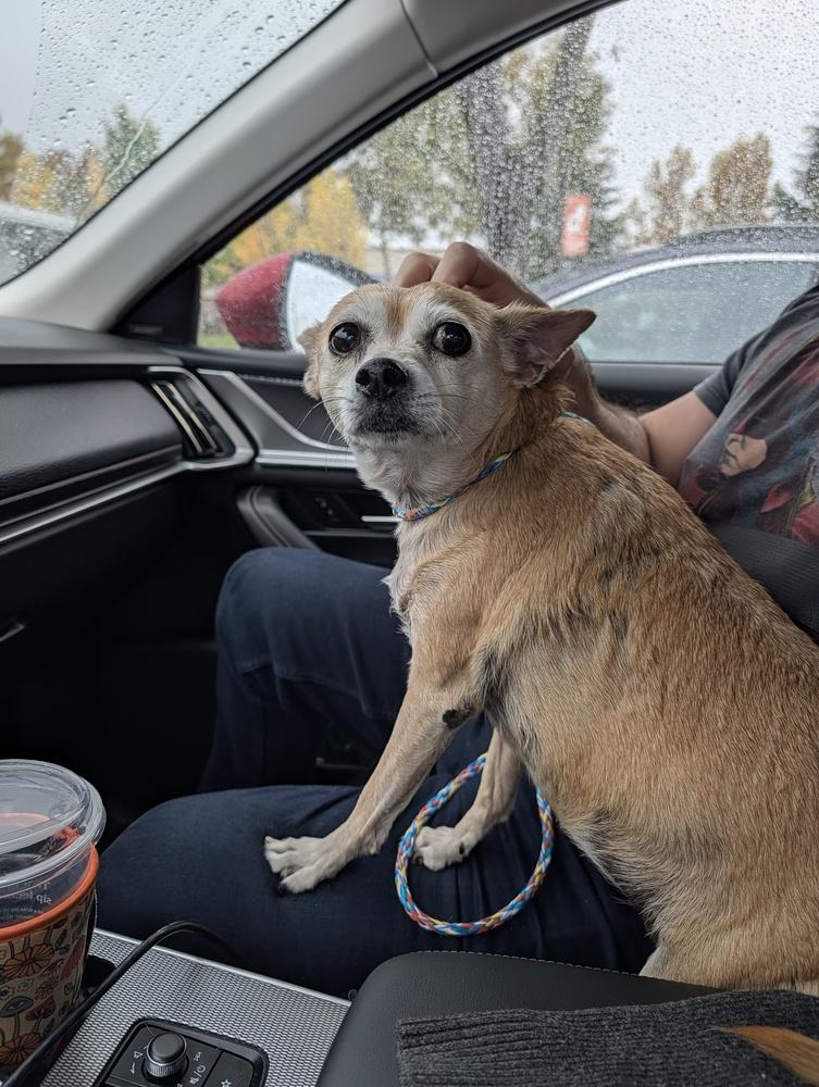 Bambi, a Adoptable mixed breed in Roseville, CA image 1/6