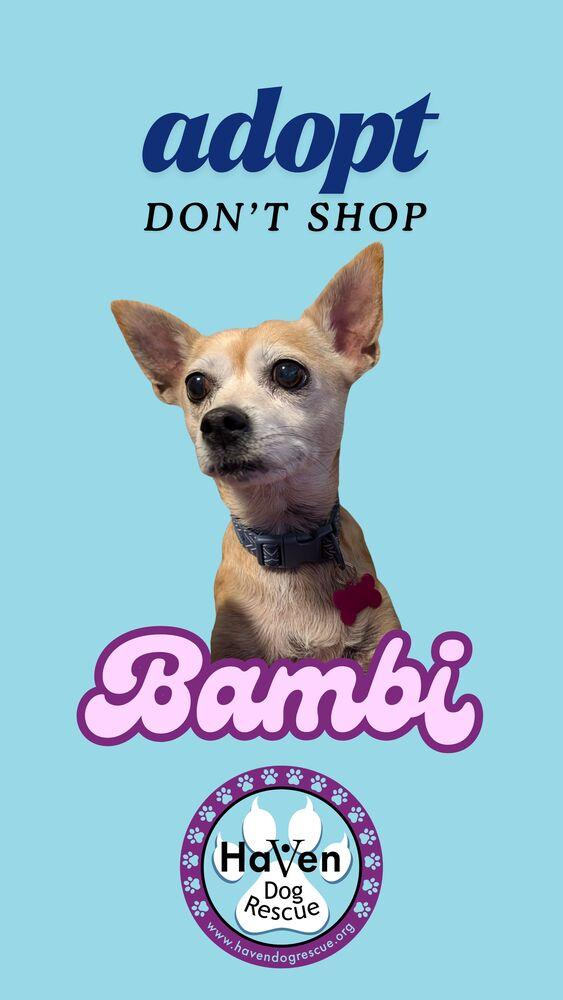 Bambi, a Adoptable mixed breed in Roseville, CA image 2/6