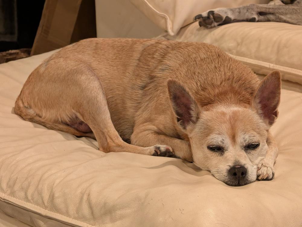 Bambi, a Adoptable mixed breed in Roseville, CA image 3/6