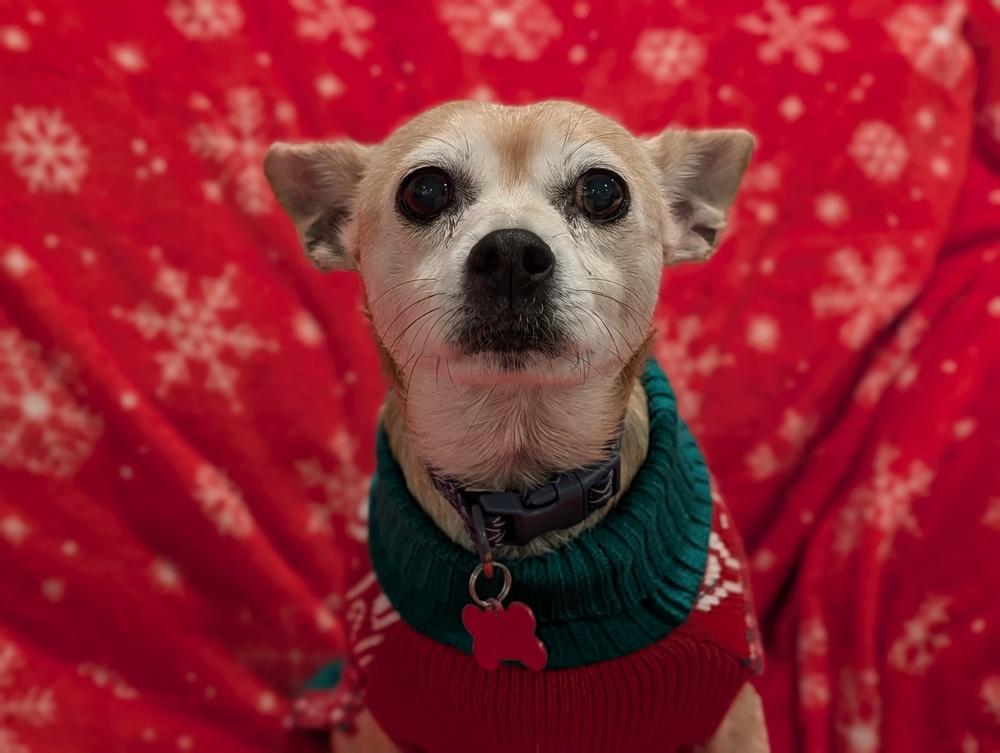 Bambi, a Adoptable mixed breed in Roseville, CA image 4/6