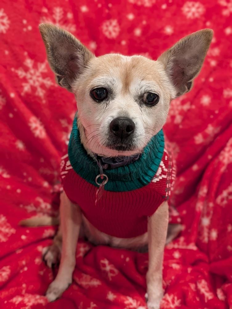 Bambi, a Adoptable mixed breed in Roseville, CA image 5/6