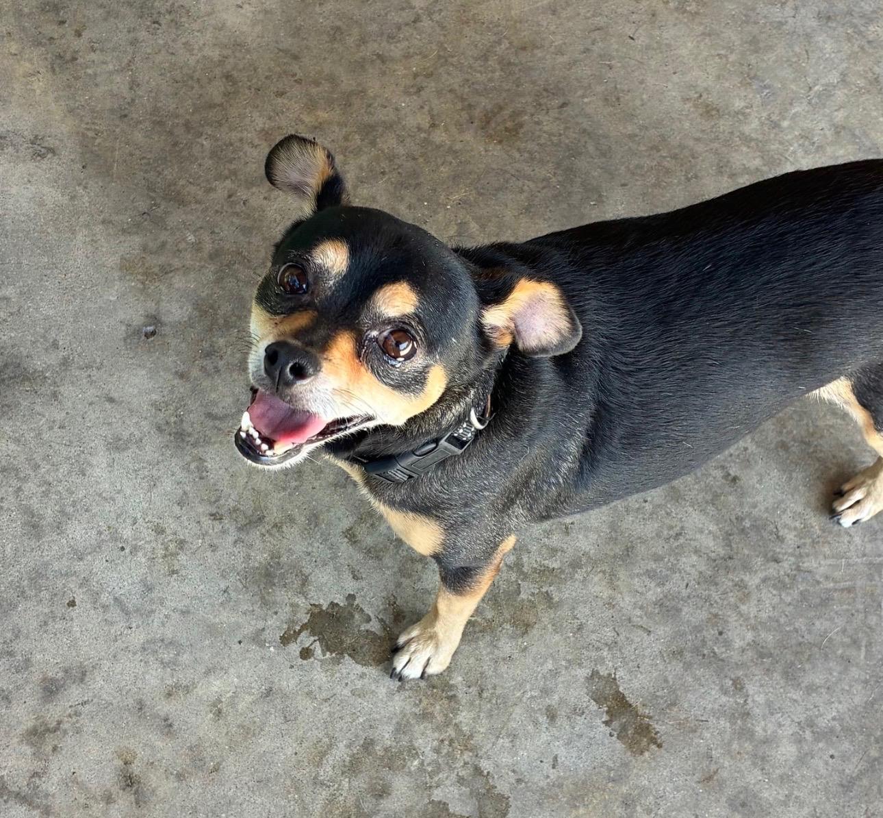 Jack, Adoptable, Young Male Chihuahua & Mixed Breed.