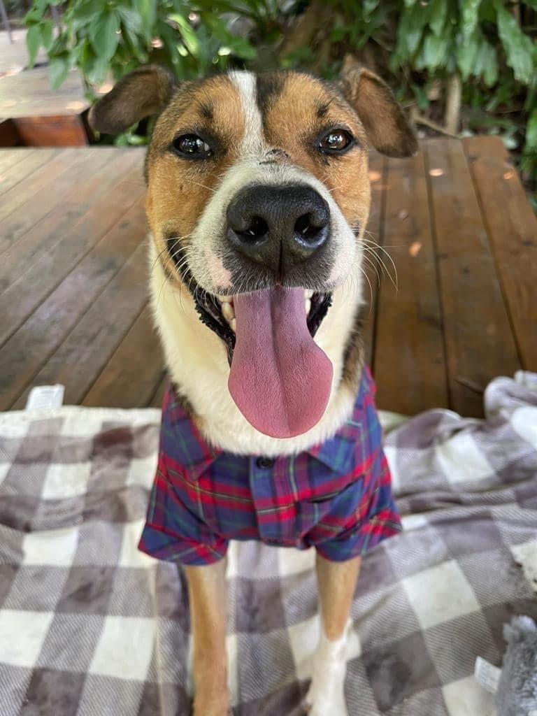 Azai, an adoptable American Foxhound, Fox Terrier in Caguas, PR, 00726 | Photo Image 2