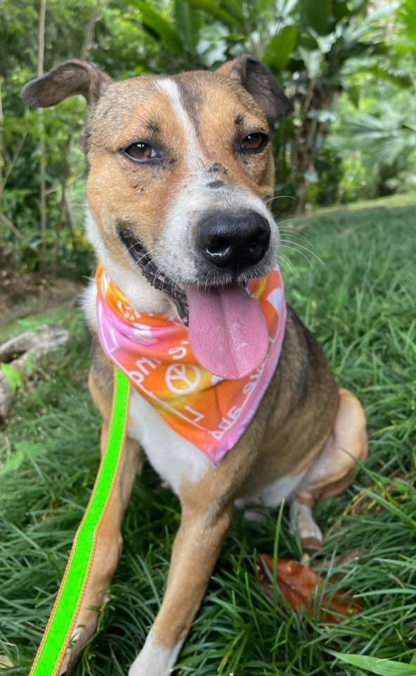 Azai, an adoptable American Foxhound, Fox Terrier in Caguas, PR, 00726 | Photo Image 3