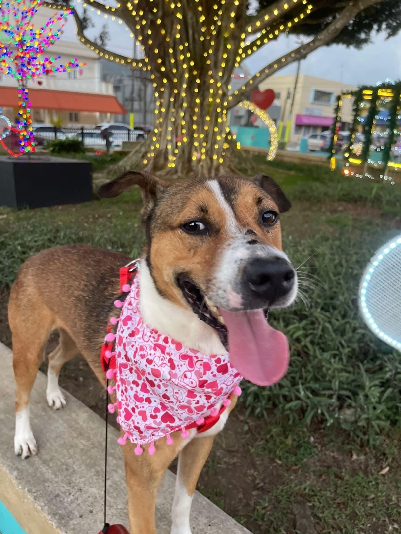 Azai, an adoptable American Foxhound, Fox Terrier in Caguas, PR, 00726 | Photo Image 1