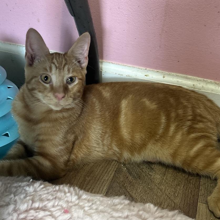 Enlarge Sammy Jr, a Adoptable Domestic Short Hair in Philadelphia, PA image 1/3