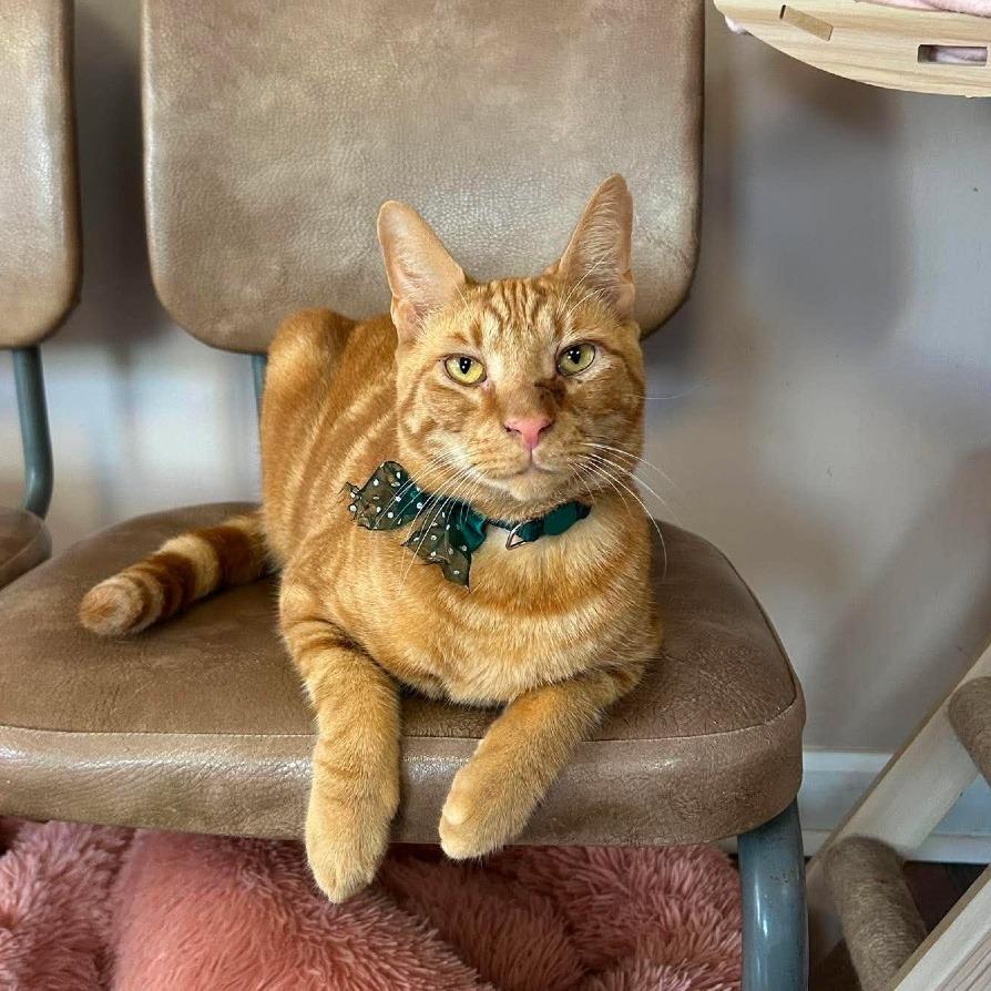 Enlarge Sammy Jr, a Adoptable Domestic Short Hair in Philadelphia, PA image 2/3