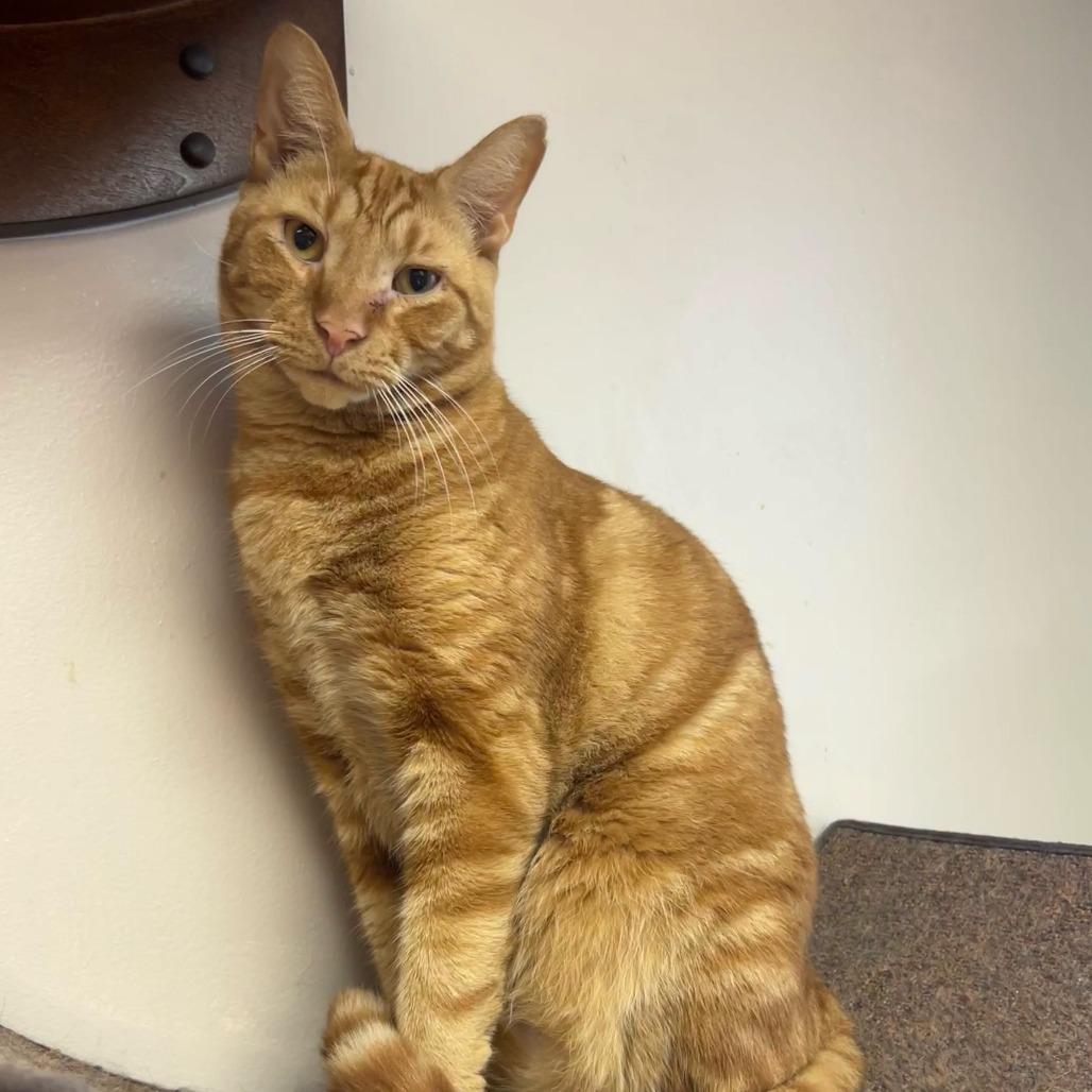 Enlarge Sammy Jr, a Adoptable Domestic Short Hair in Philadelphia, PA image 3/3