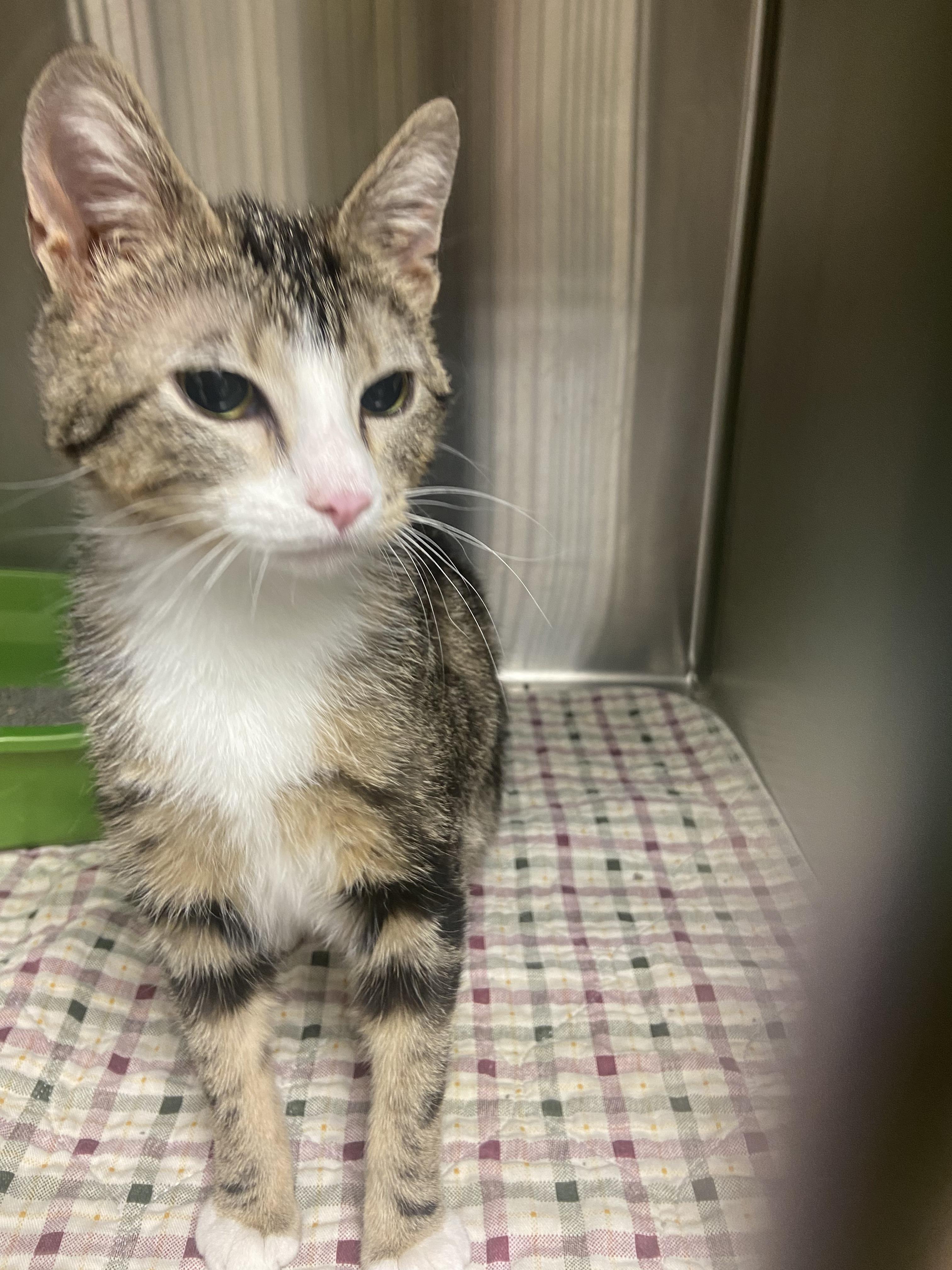 Enlarge Fancy, a ADOPTABLE Domestic Short Hair in Hazleton, IA image 1/2