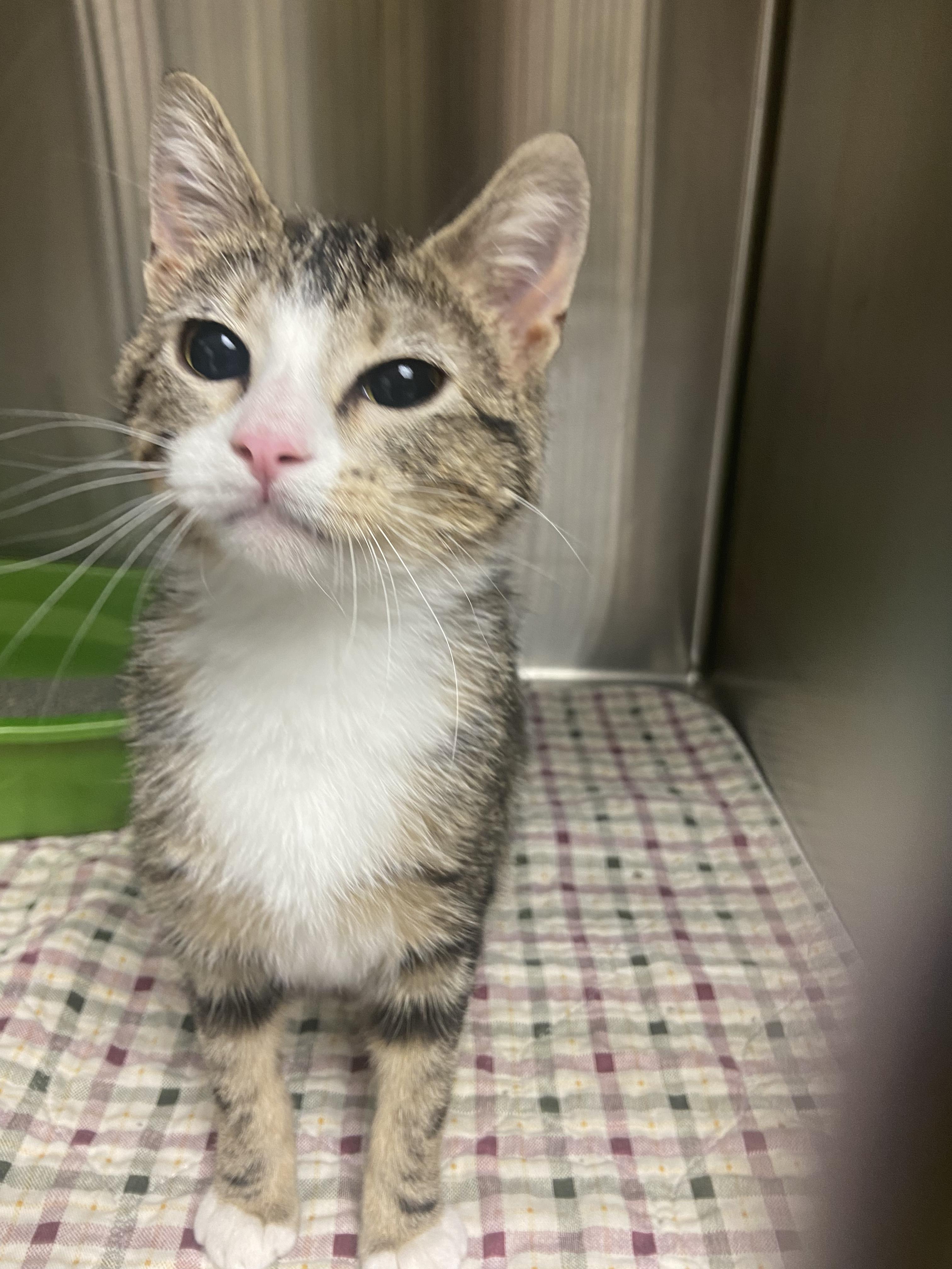 Enlarge Fancy, a ADOPTABLE Domestic Short Hair in Hazleton, IA image 2/2