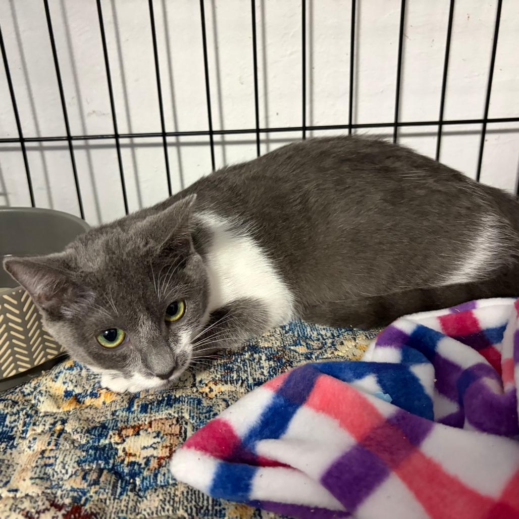 Enlarge Bonnie, a Adoptable Domestic Short Hair in Pleasanton, CA image 1/4
