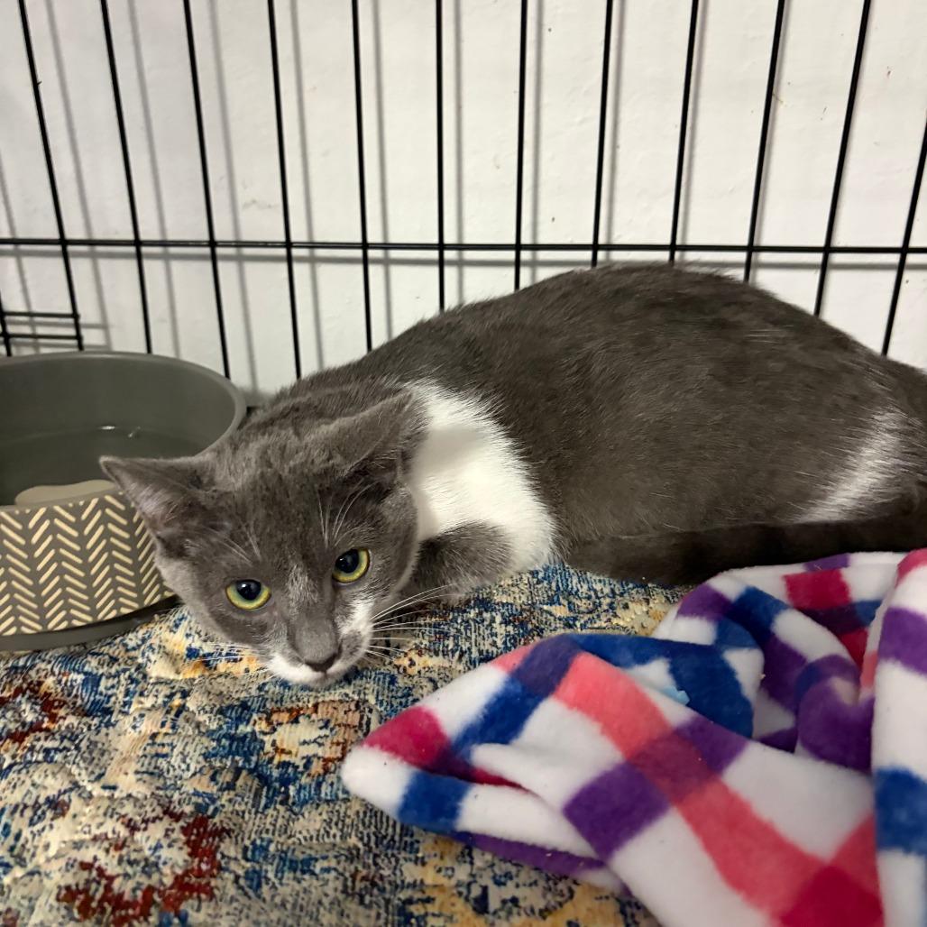 Enlarge Bonnie, a Adoptable Domestic Short Hair in Pleasanton, CA image 2/4