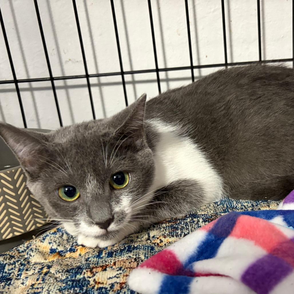 Enlarge Bonnie, a Adoptable Domestic Short Hair in Pleasanton, CA image 3/4
