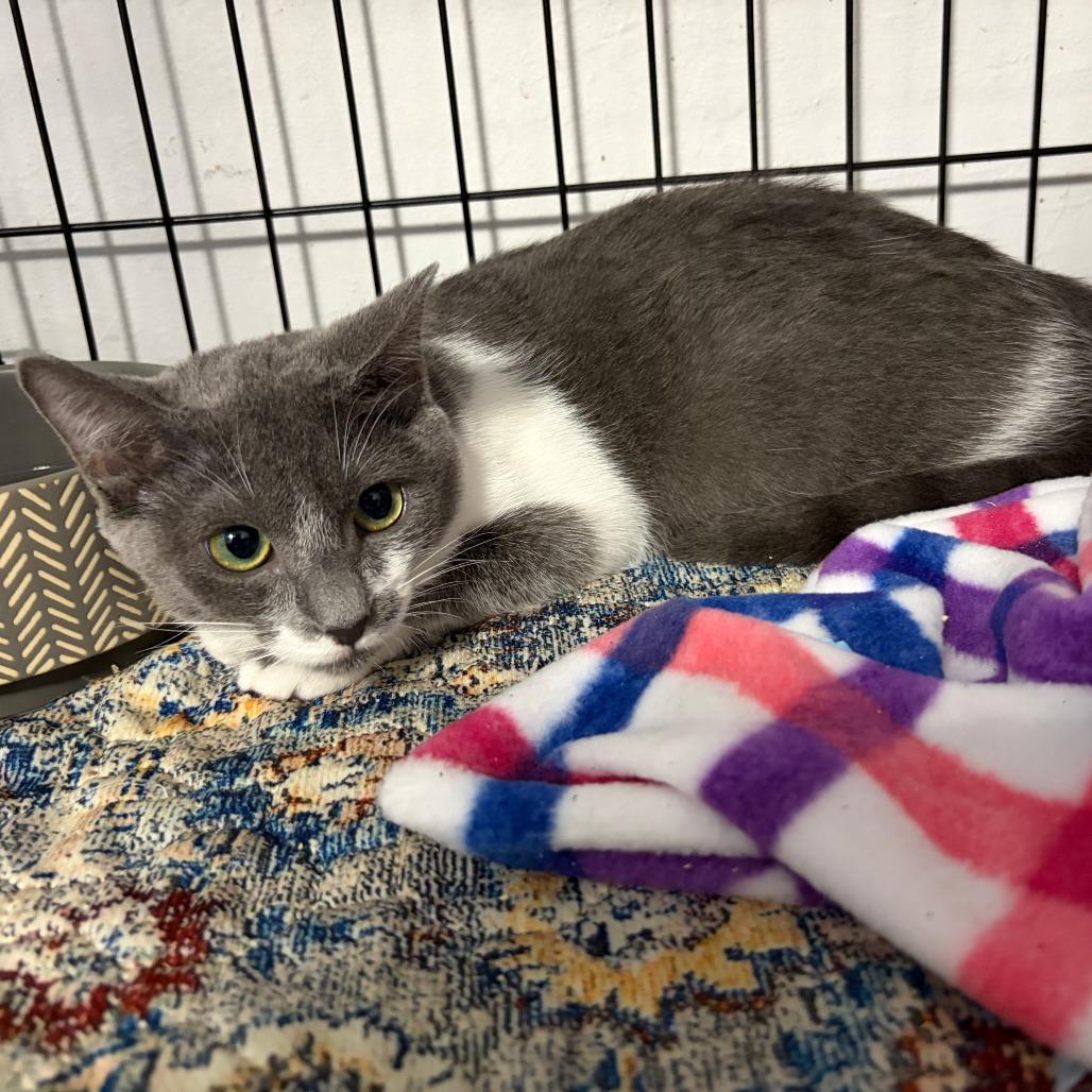 Enlarge Bonnie, a Adoptable Domestic Short Hair in Pleasanton, CA image 4/4