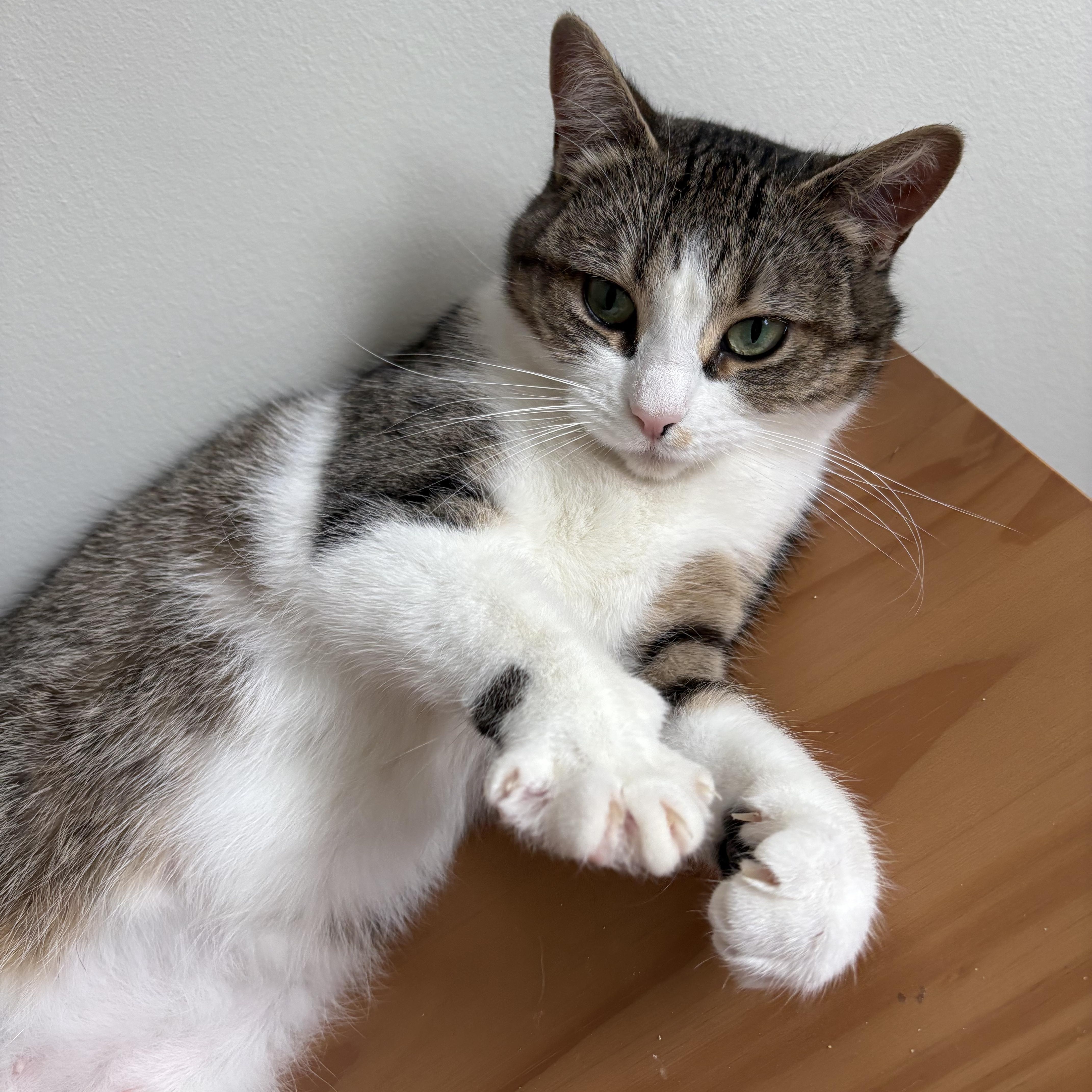 Enlarge Gia, a ADOPTABLE Domestic Short Hair in Ottawa, ON image 1/6