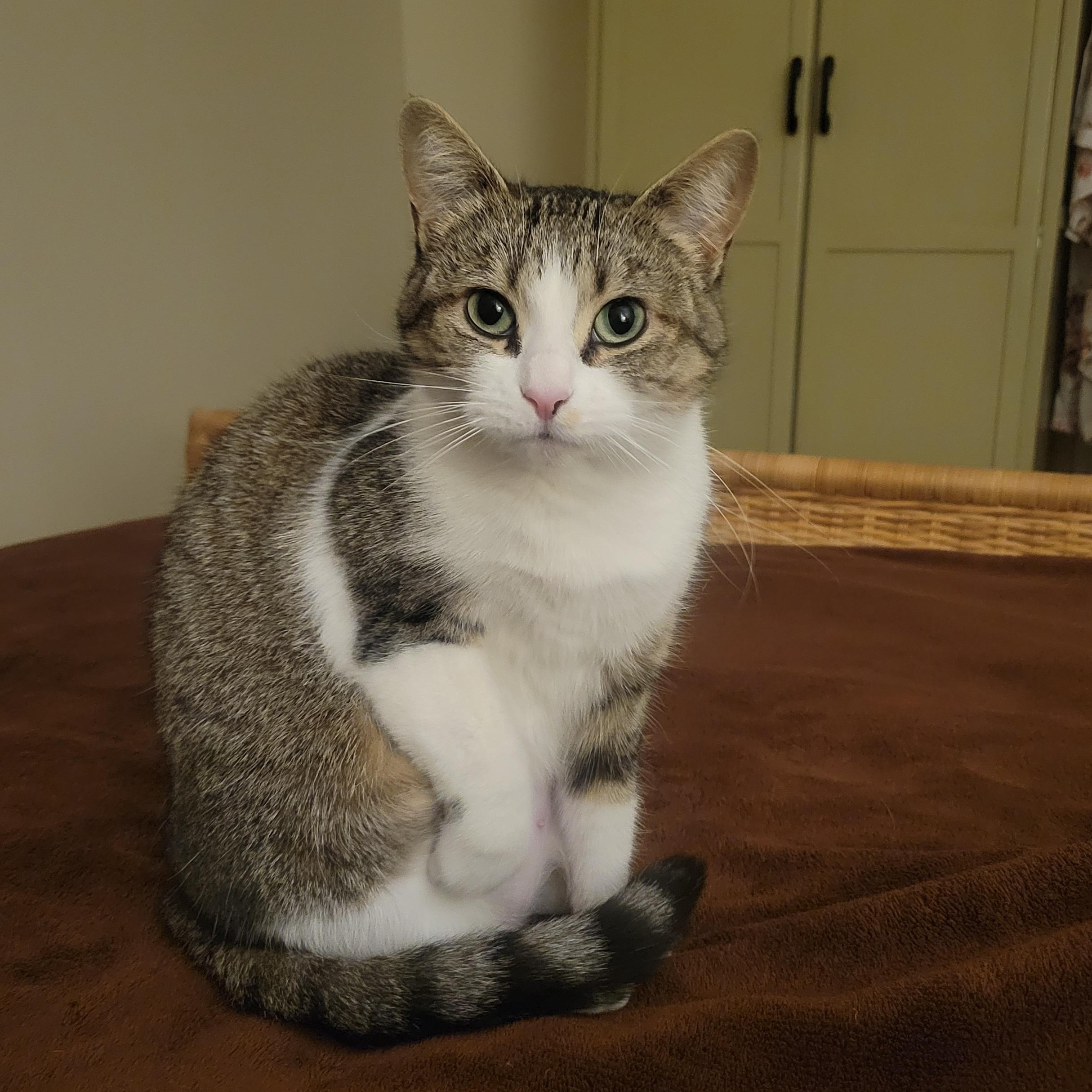 Gia, ADOPTABLE, Young Female Domestic Short Hair.