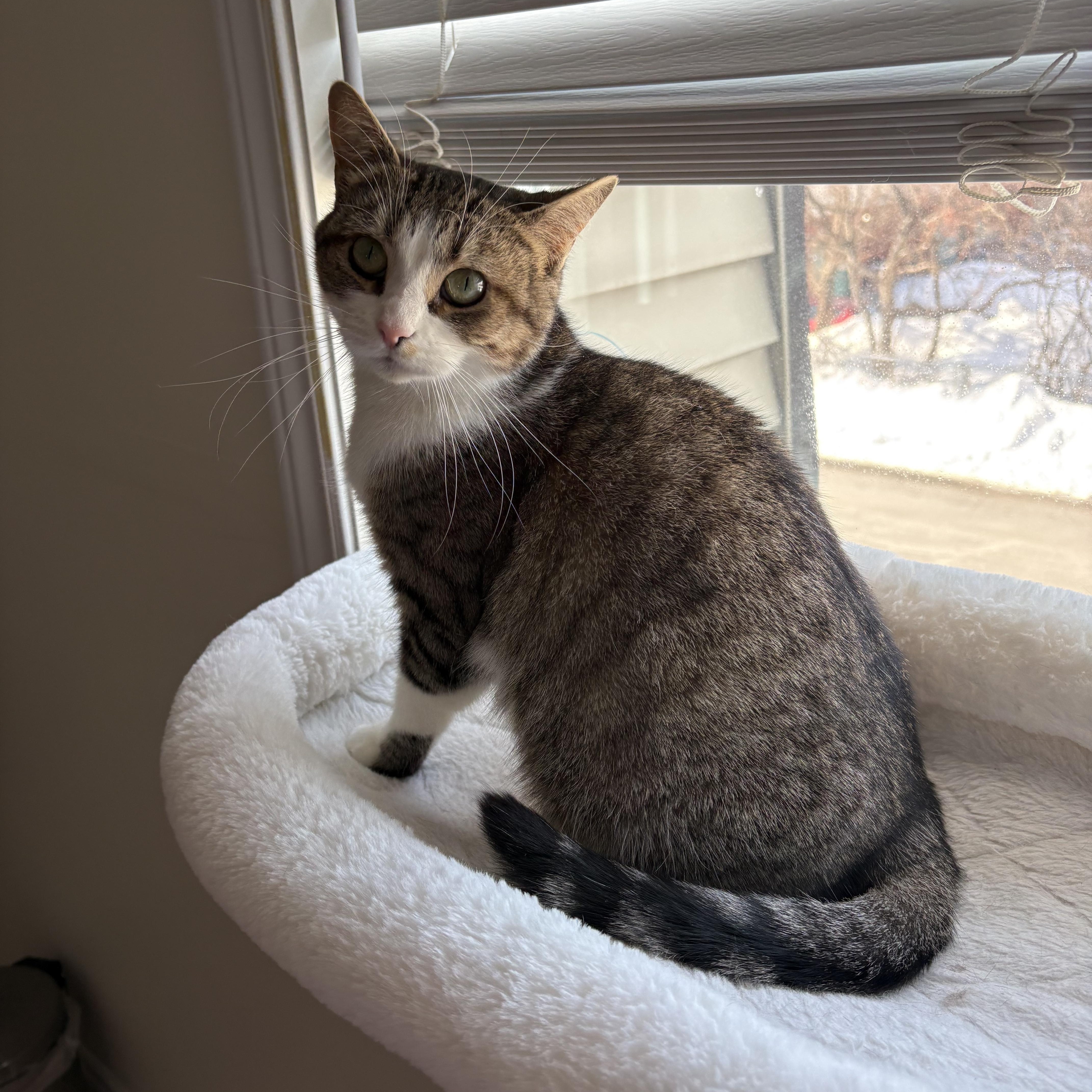 Enlarge Gia, a ADOPTABLE Domestic Short Hair in Ottawa, ON image 3/6