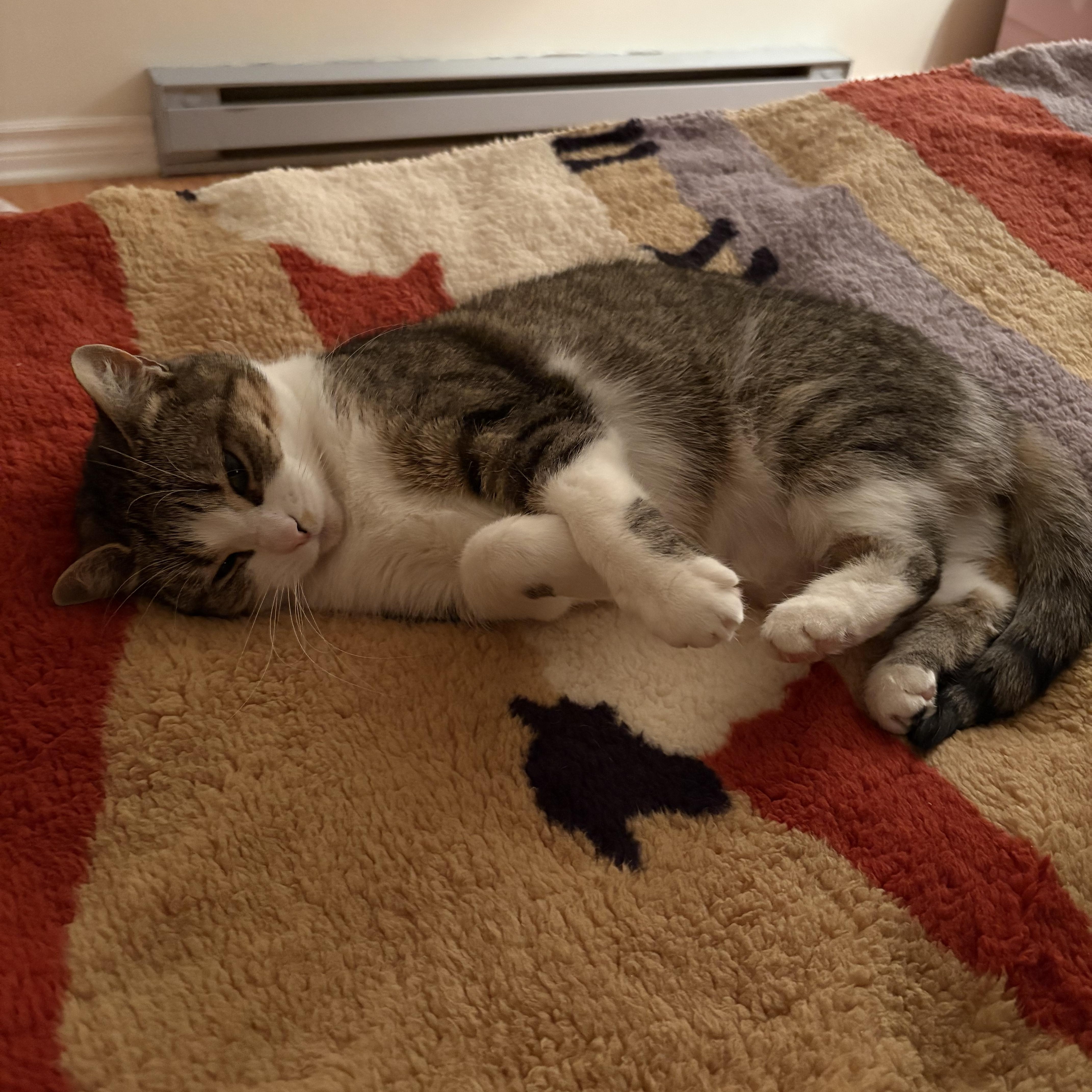 Enlarge Gia, a ADOPTABLE Domestic Short Hair in Ottawa, ON image 5/6