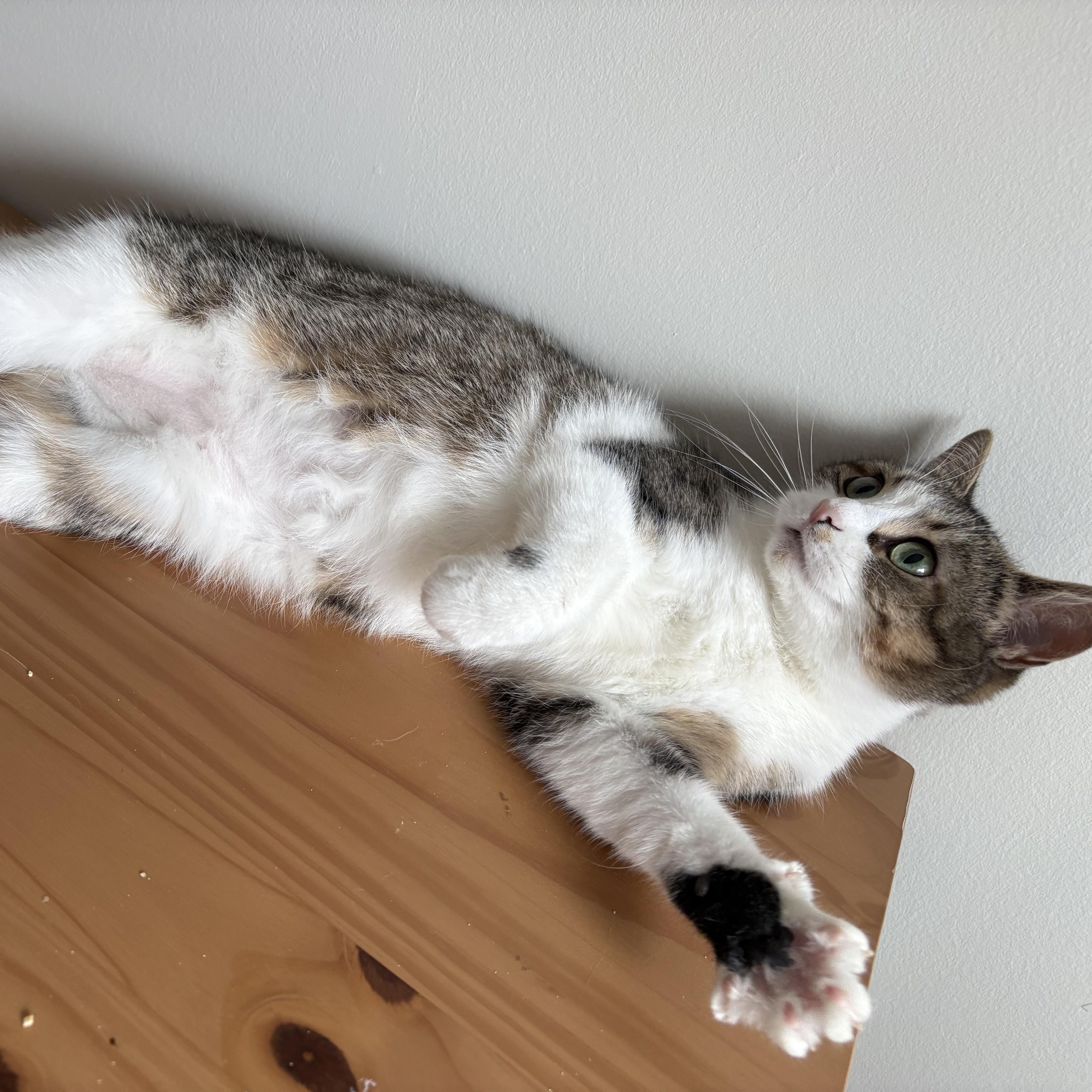 Enlarge Gia, a ADOPTABLE Domestic Short Hair in Ottawa, ON image 6/6