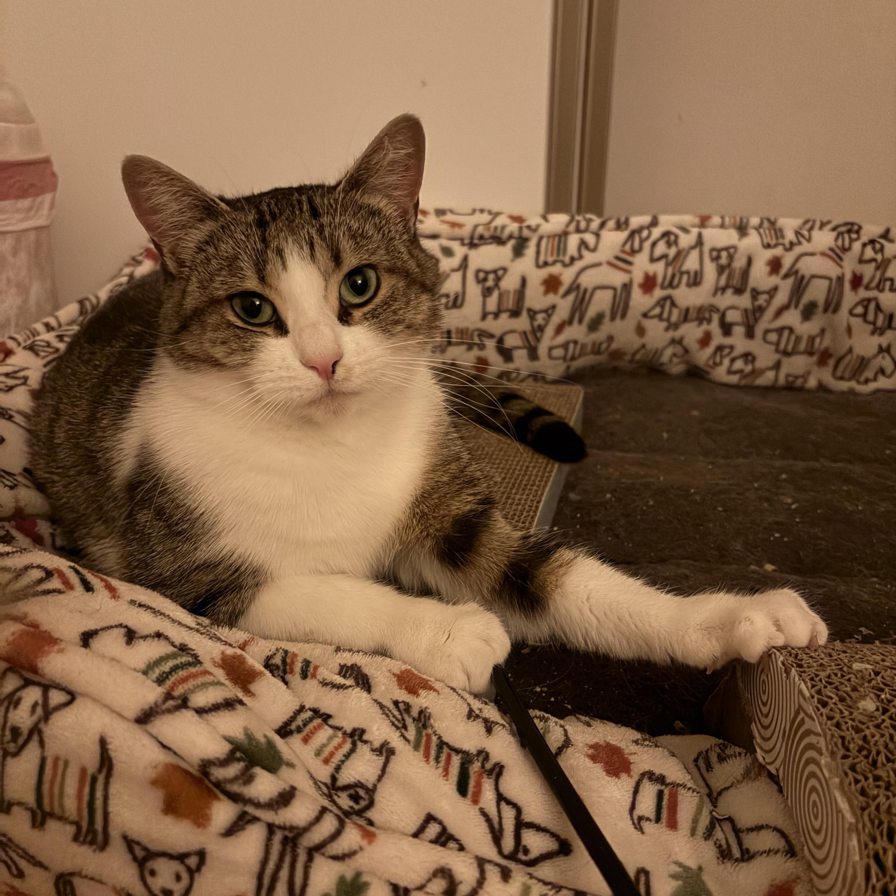 Enlarge Gia, a ADOPTABLE Domestic Short Hair in Ottawa, ON image 2/6