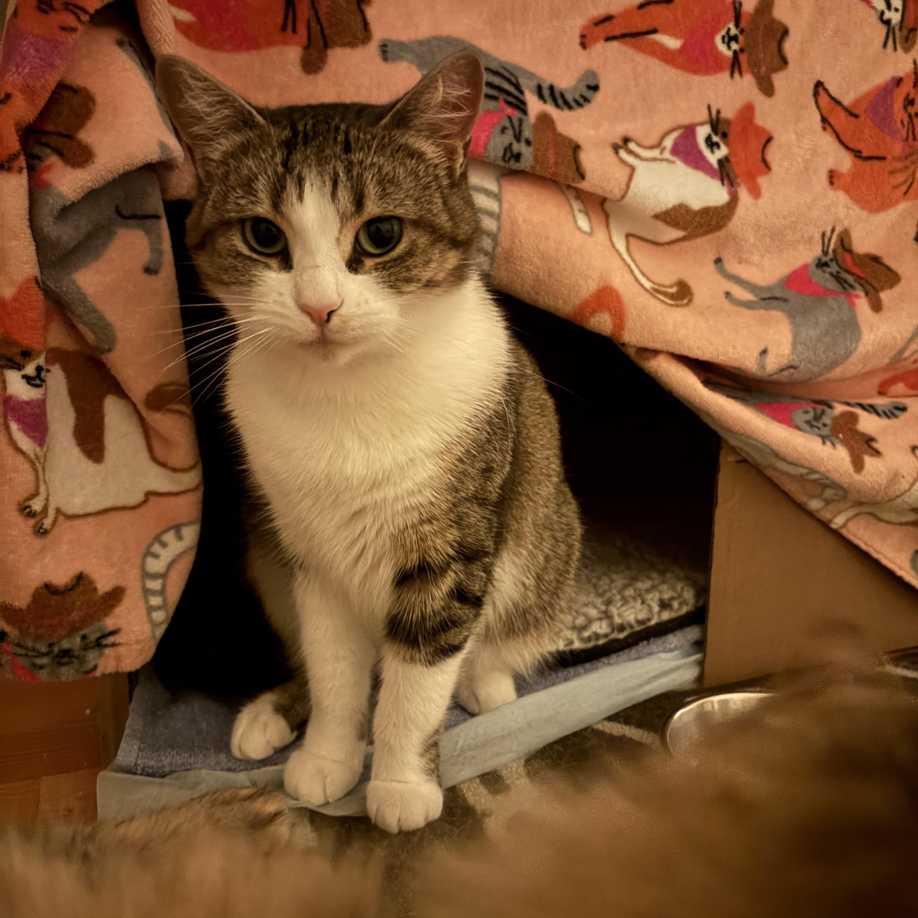 Enlarge Gia, a ADOPTABLE Domestic Short Hair in Ottawa, ON image 4/6