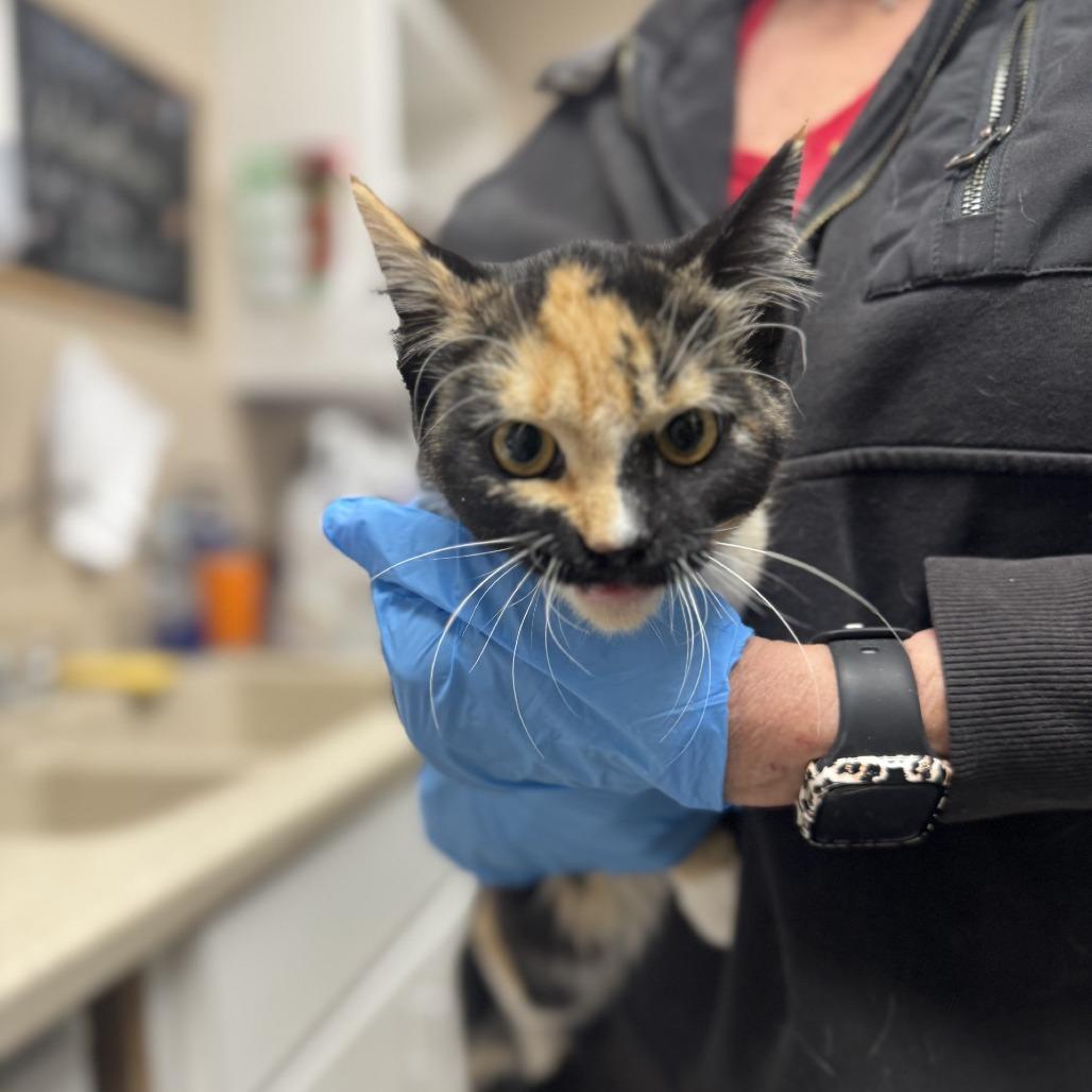 Enlarge Ribbon, a Adoptable mixed breed in Bullhead City, AZ image 1/1