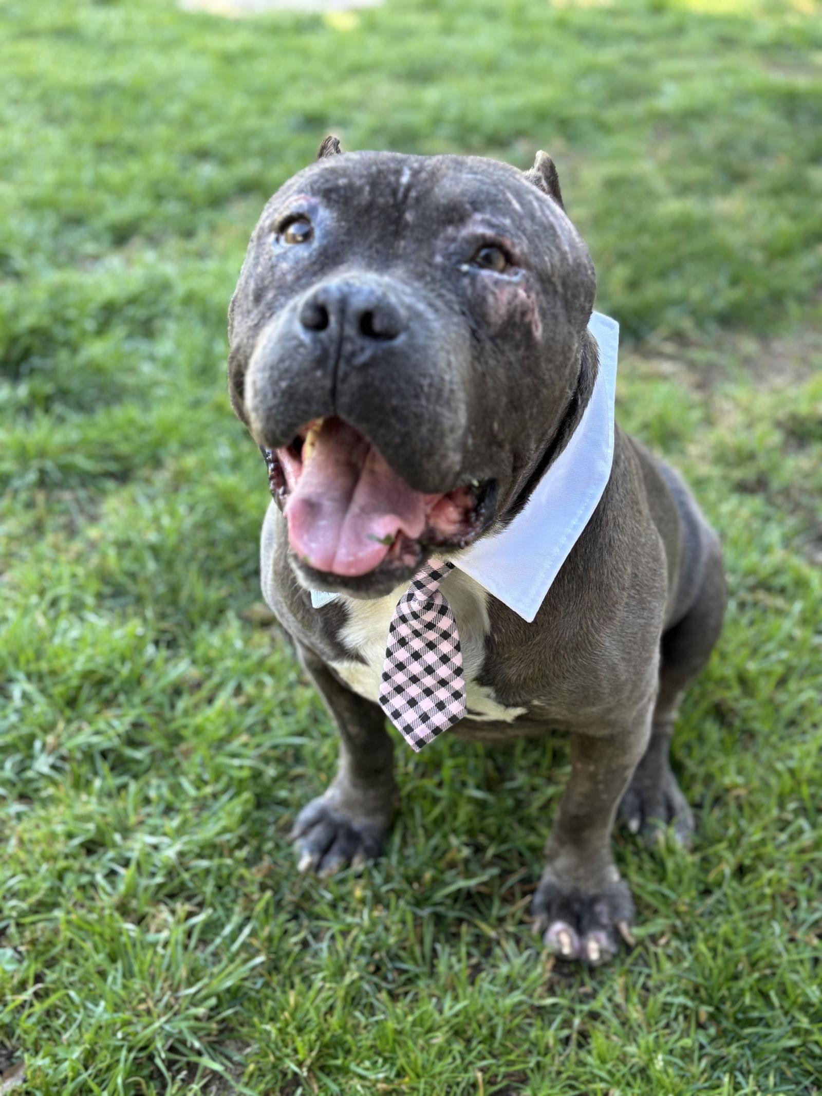 Enlarge Drax aka Thor, a Adoptable American Staffordshire Terrier in San Diego, CA image 1/3
