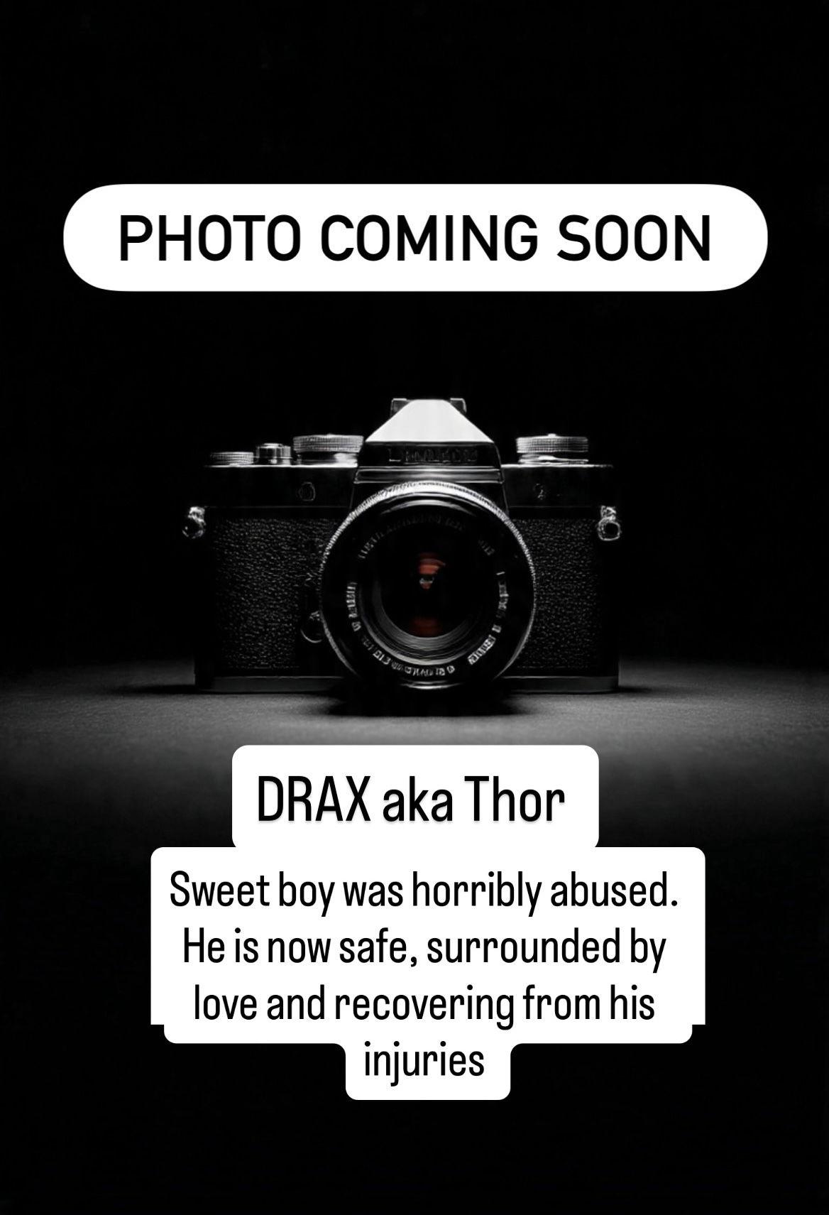 Enlarge Drax aka Thor, a Adoptable American Staffordshire Terrier in San Diego, CA image 2/3