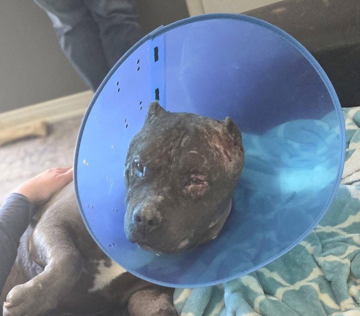 Drax aka Thor, Adoptable, Adult Male American Staffordshire Terrier.