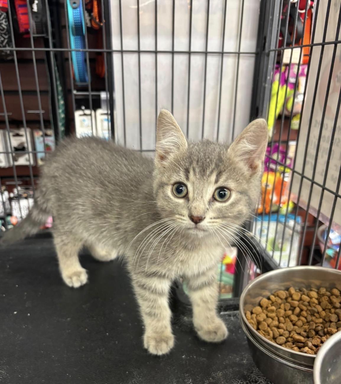 Finley & Bailey-Pet Valu Mavis, an adopted Domestic Short Hair in Mississauga, ON image 2/6
