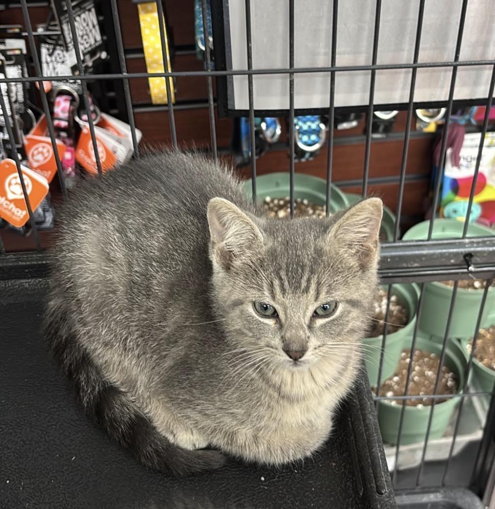 Finley & Bailey-Pet Valu Mavis, an adopted Domestic Short Hair in Mississauga, ON image 3/6