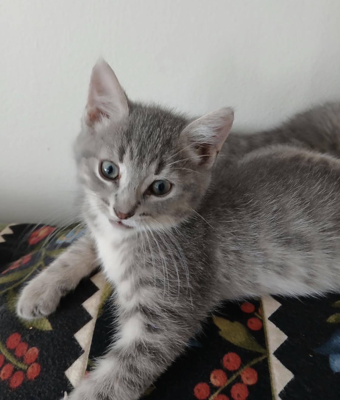 Finley & Bailey-Pet Valu Mavis, an adopted Domestic Short Hair in Mississauga, ON image 4/6