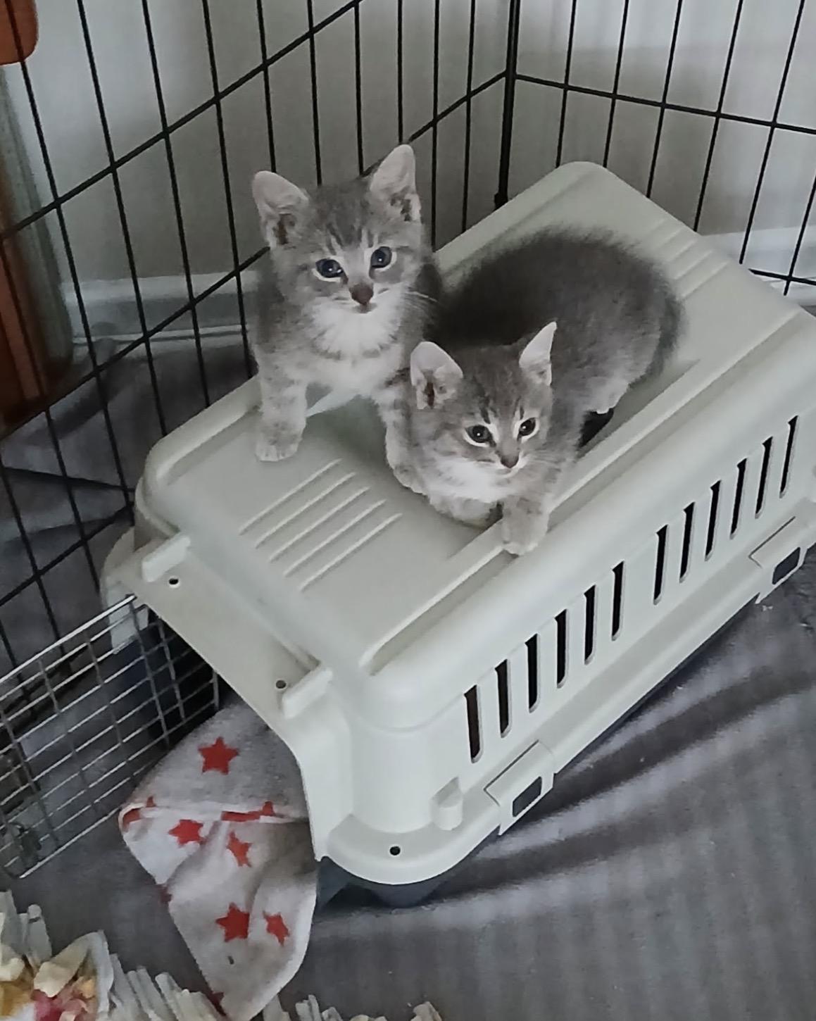 Finley & Bailey-Pet Valu Mavis, an adopted Domestic Short Hair in Mississauga, ON image 6/6