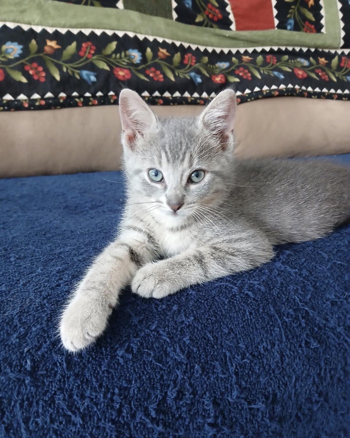 Finley & Bailey-Pet Valu Mavis, an adopted Domestic Short Hair in Mississauga, ON image 5/6