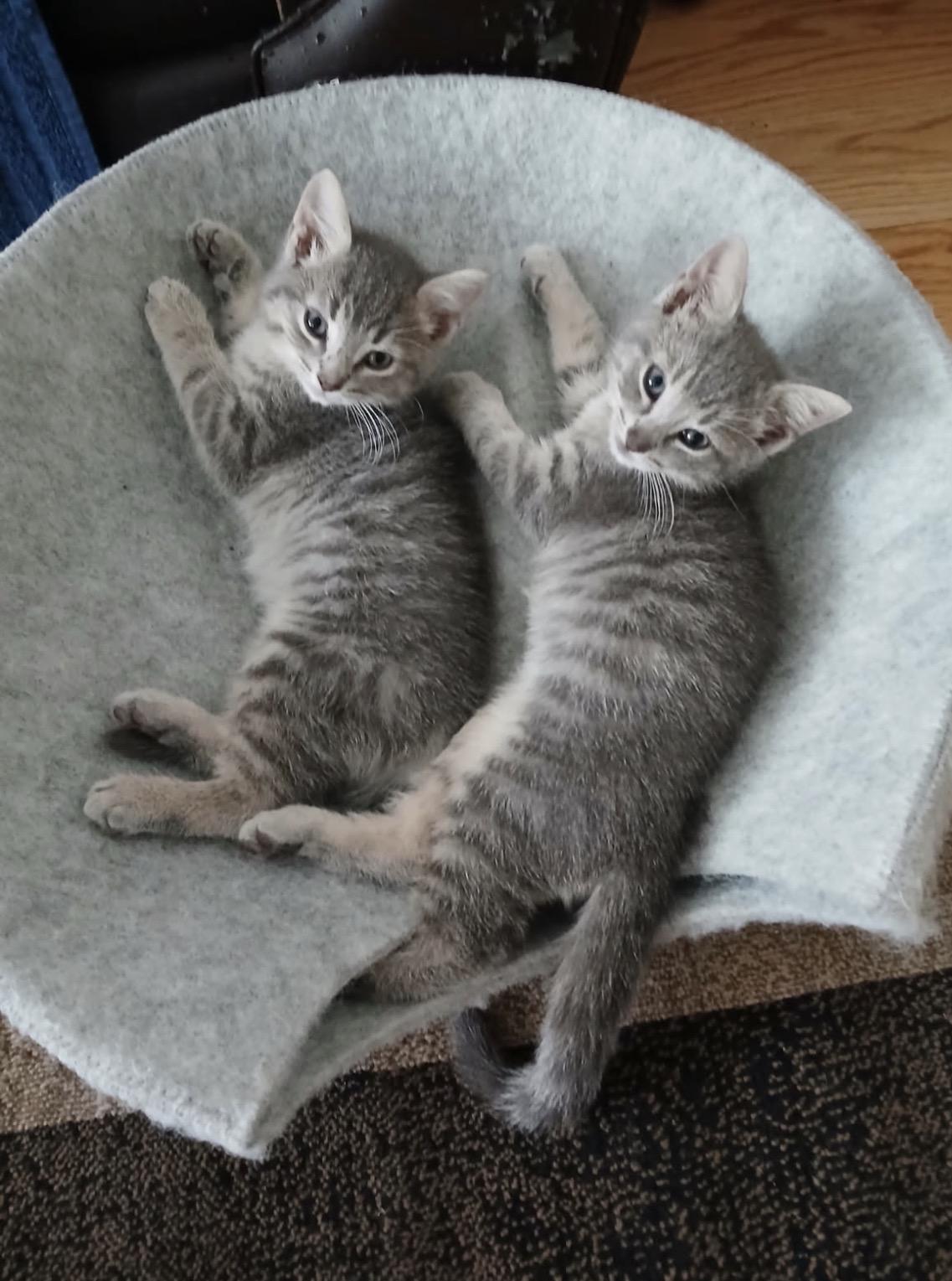 Finley & Bailey-Pet Valu Mavis, adopted, Kitten Male Domestic Short Hair.