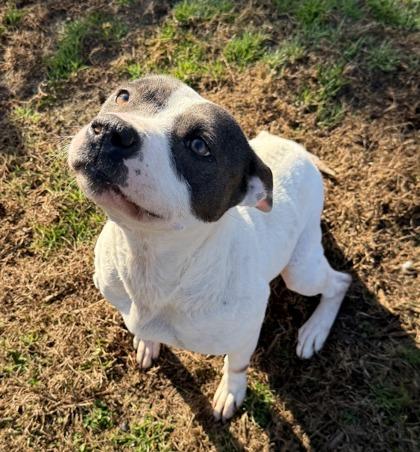 MerryBell (HW+), a Adoptable mixed breed in Conway, SC image 1/3