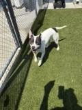 MerryBell (HW+), Adoptable, Adult Female Terrier & Mixed Breed.