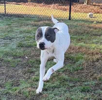 MerryBell (HW+), a Adoptable mixed breed in Conway, SC image 2/3
